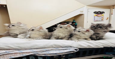 Mixed Breed cats - Advert 11