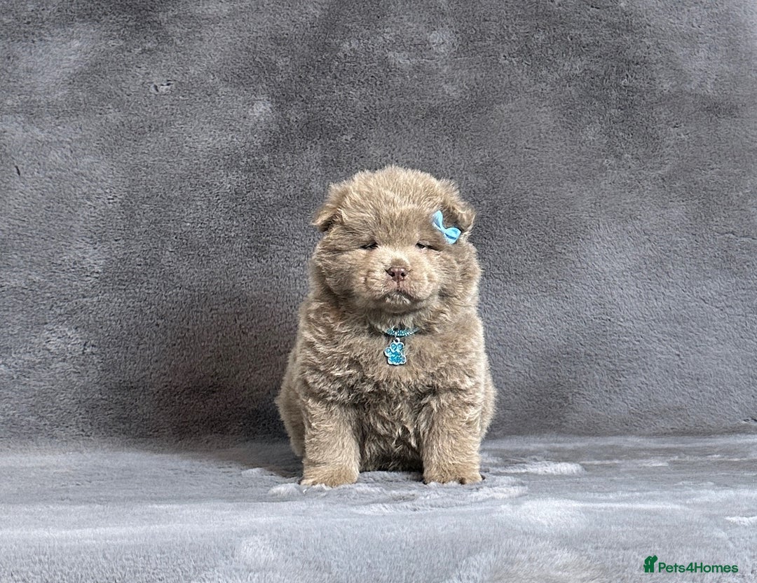 Chow Chow dogs for sale: Extremely Rare solid lilac male chow chow puppy  - Advert 1