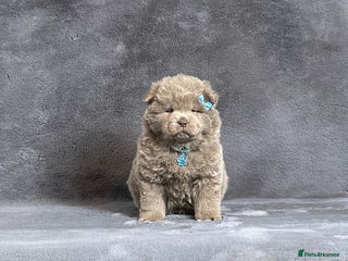 Chow Chow dogs Extremely Rare solid lilac male chow chow puppy - Advert 1