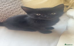 Domestic Shorthair cats for sale: 2 male all black kittens  - Image 3