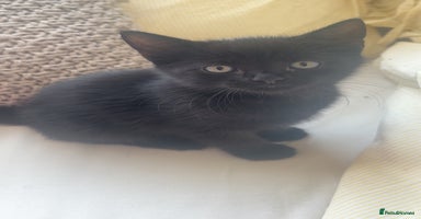 Domestic Shorthair cats - Advert 12