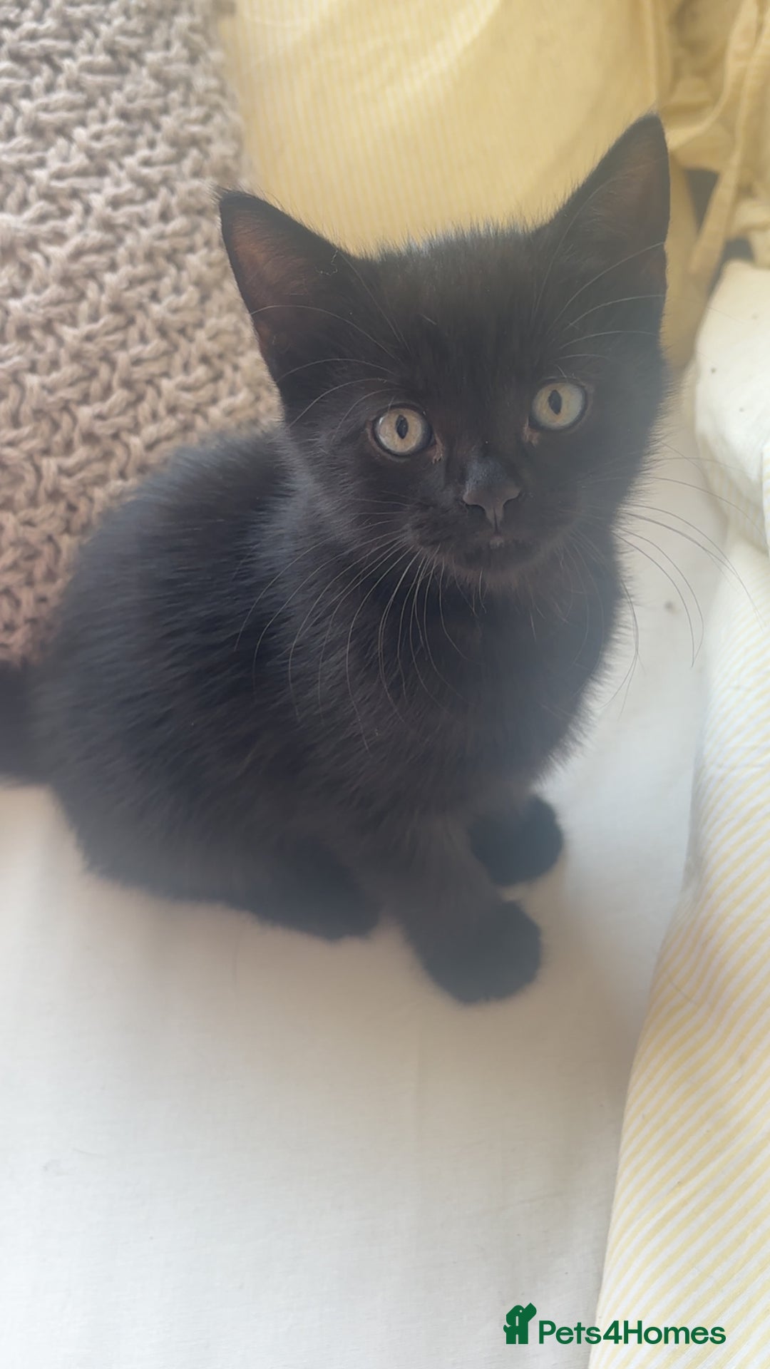 Domestic Shorthair cats for sale: 2 male all black kittens  - Image 3