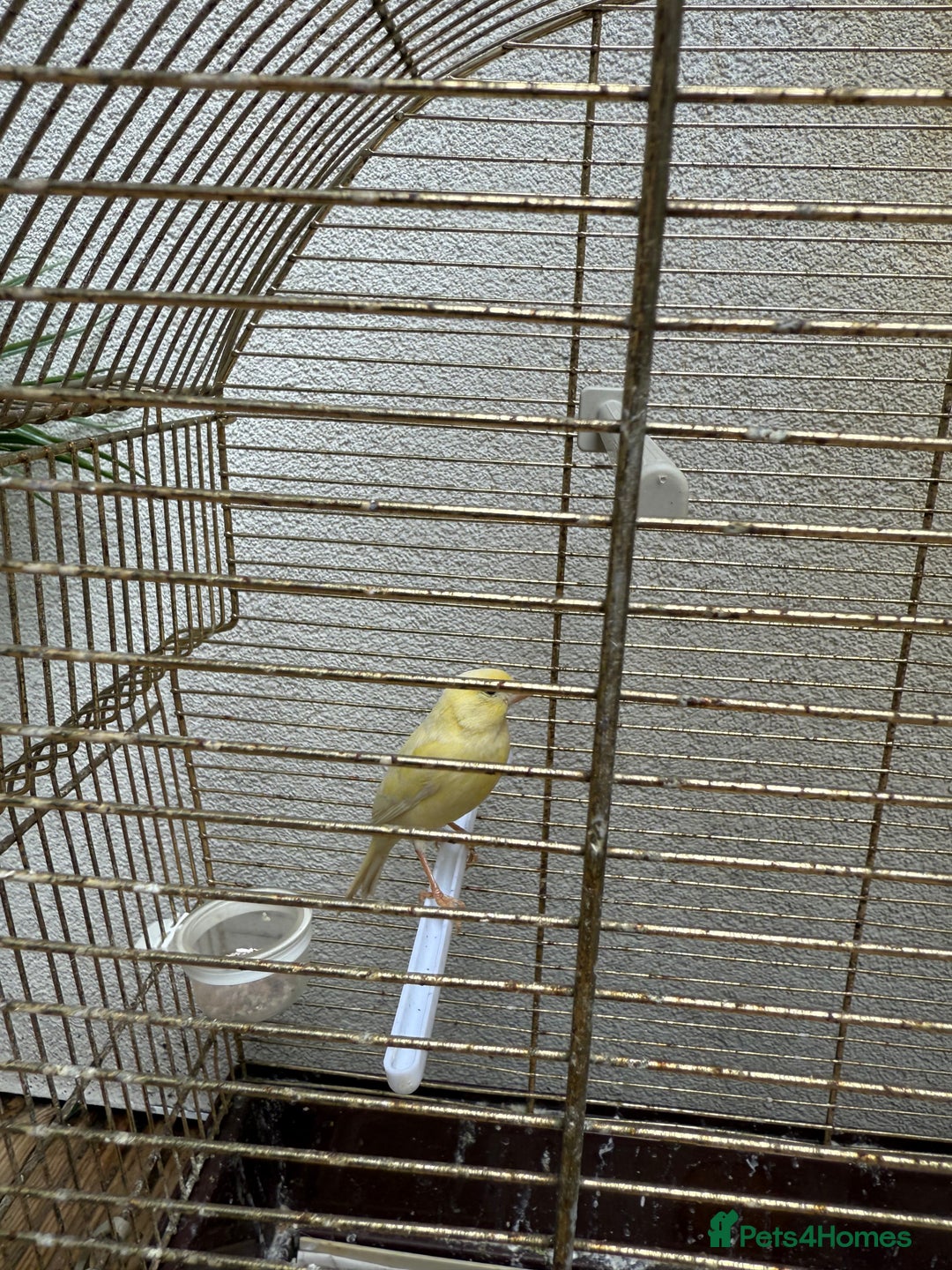 Canaries birds for sale: Canaries available  - Image 5