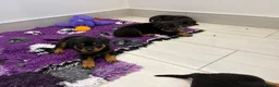 Rottweiler dogs for sale: Beautiful litter of KC Rottweilers  - Advert 3