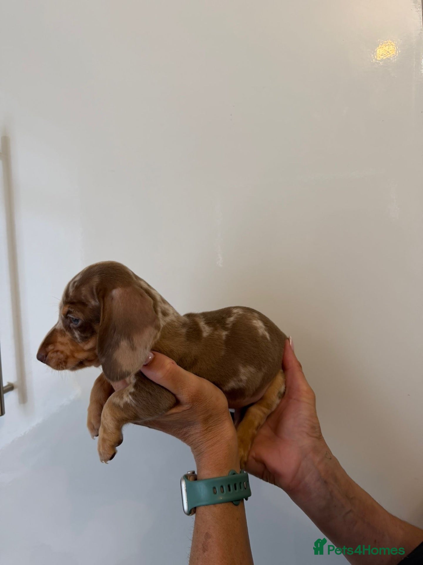 Miniature Dachshund dogs 🤩1 stunning male miniature dachshund 🤩 - Advert 13