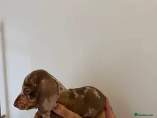Miniature Dachshund dogs 🤩1 stunning male miniature dachshund 🤩 - Advert 13