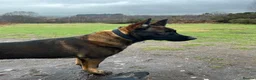 Belgian Shepherd Dog dogs for sale: Belgium Shepherd Malinois  - Advert 2