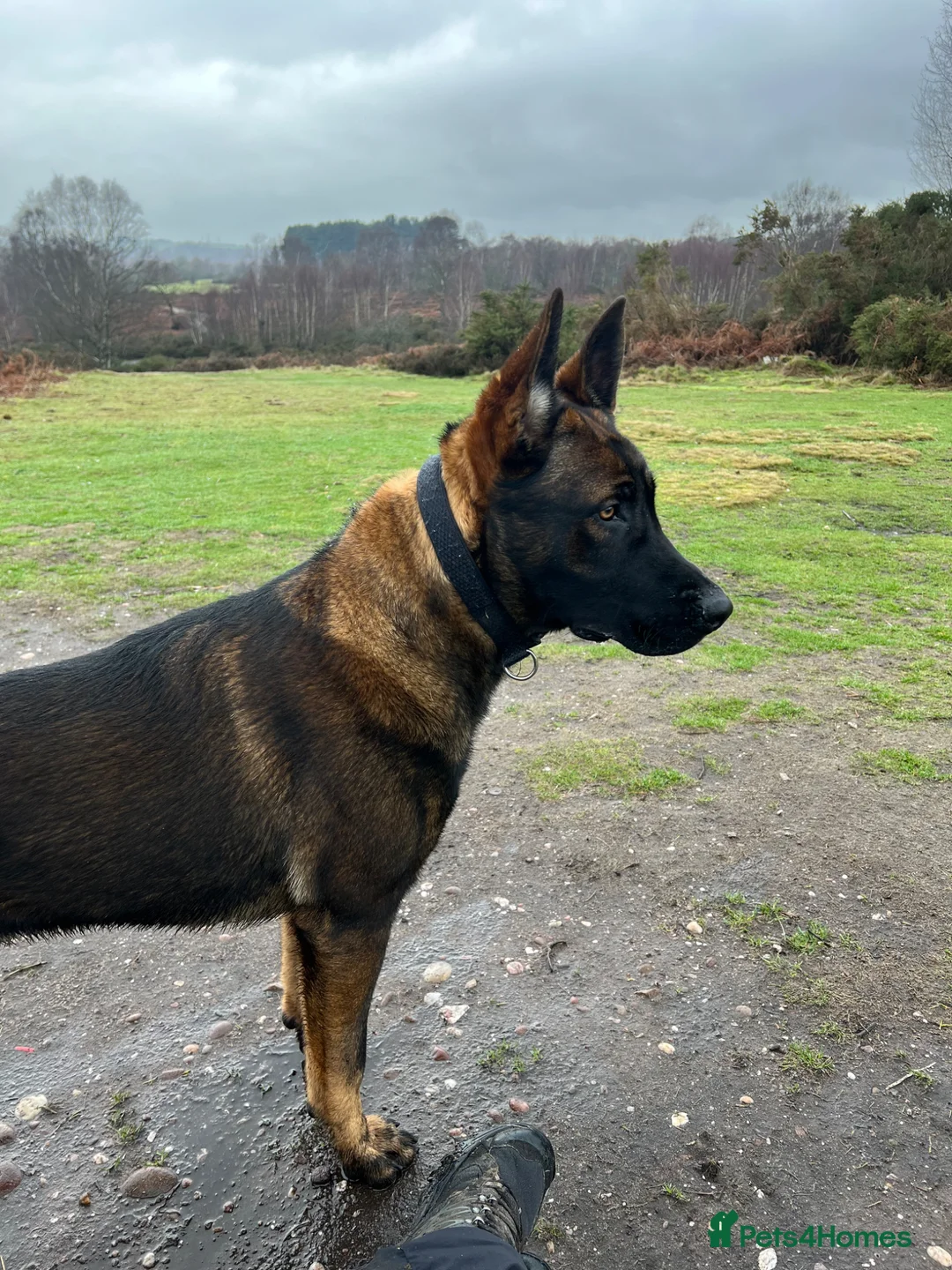 Belgian Shepherd Dog dogs for sale: Belgium Shepherd Malinois  - Advert 2