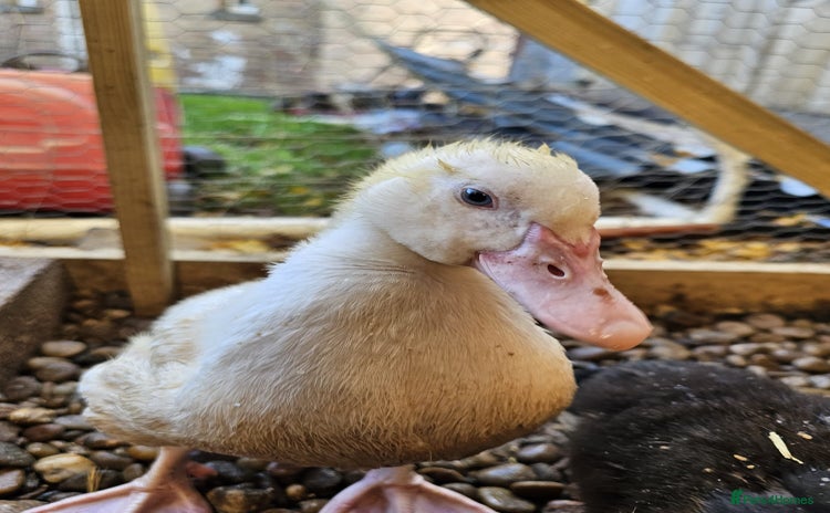 Ducks poultry 2 Muscovy ducks and 1 Indian runner duck - Advert 11