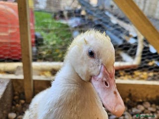 Ducks poultry 1 Muscovy ducks and 1 Indian runner duck - Advert 20