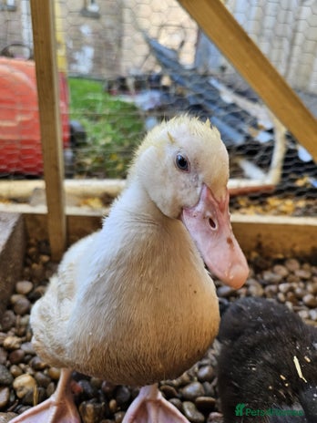 Ducks poultry 2 Muscovy ducks and 1 Indian runner duck - Advert 1