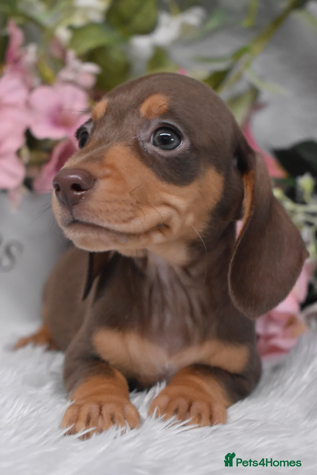 Miniature Dachshund dogs for sale: KC Smooth Coat Miniature Dachshund Puppies - Advert 1