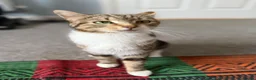 Mixed Breed cats for sale: Millie Female 3 Years old Bengal/Mainecoon  - Advert 3