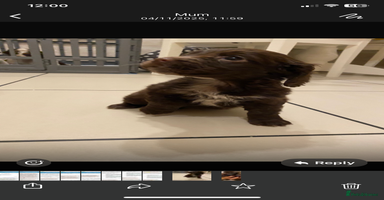 Cocker Spaniel dogs - Advert 1