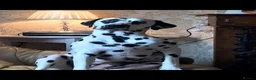 Dalmatian dogs for sale: Exceptional Dalmatian Puppies.  - Advert 21