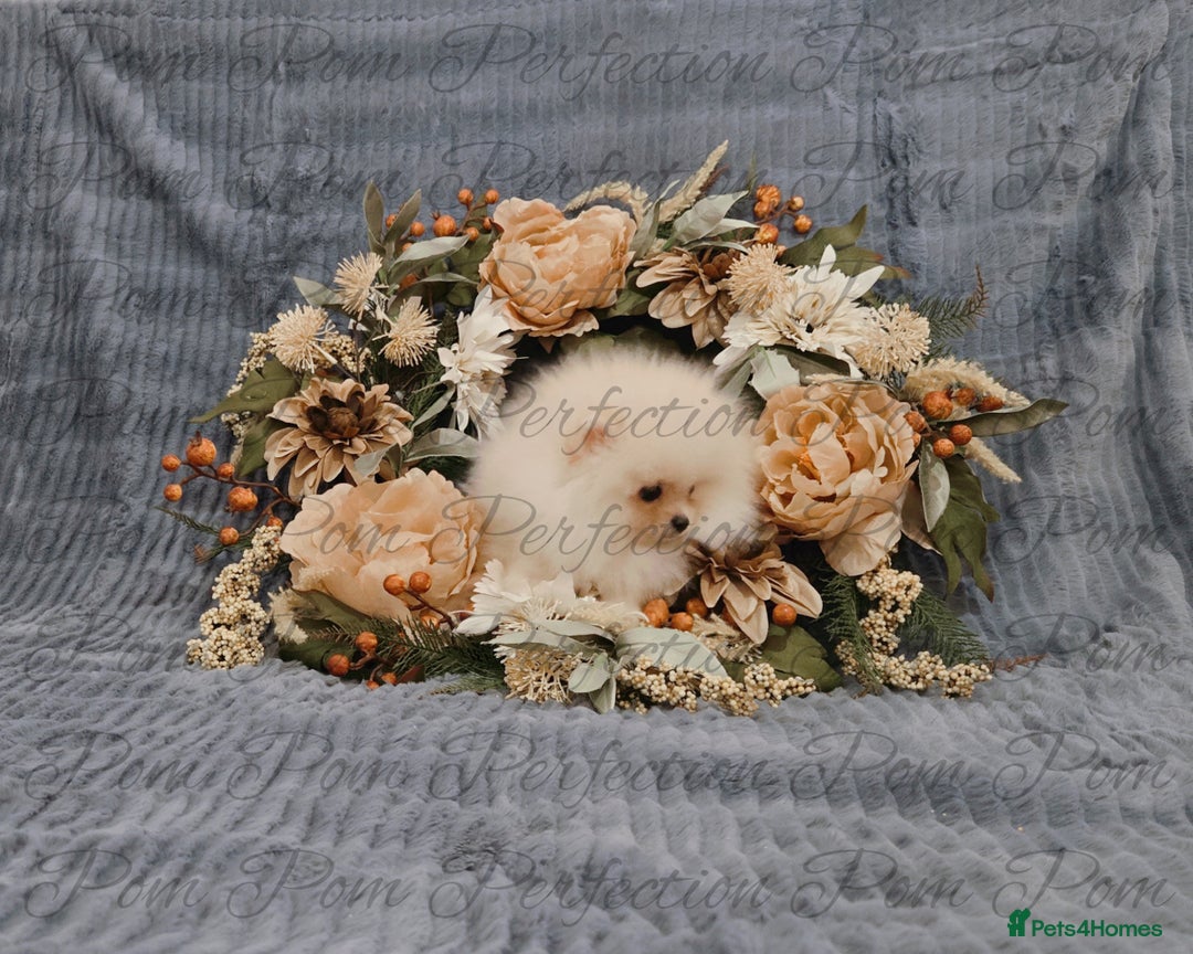 Pomeranian dogs for sale: Gorgeous Teddy Bear Pomeranian Puppies - Image 5