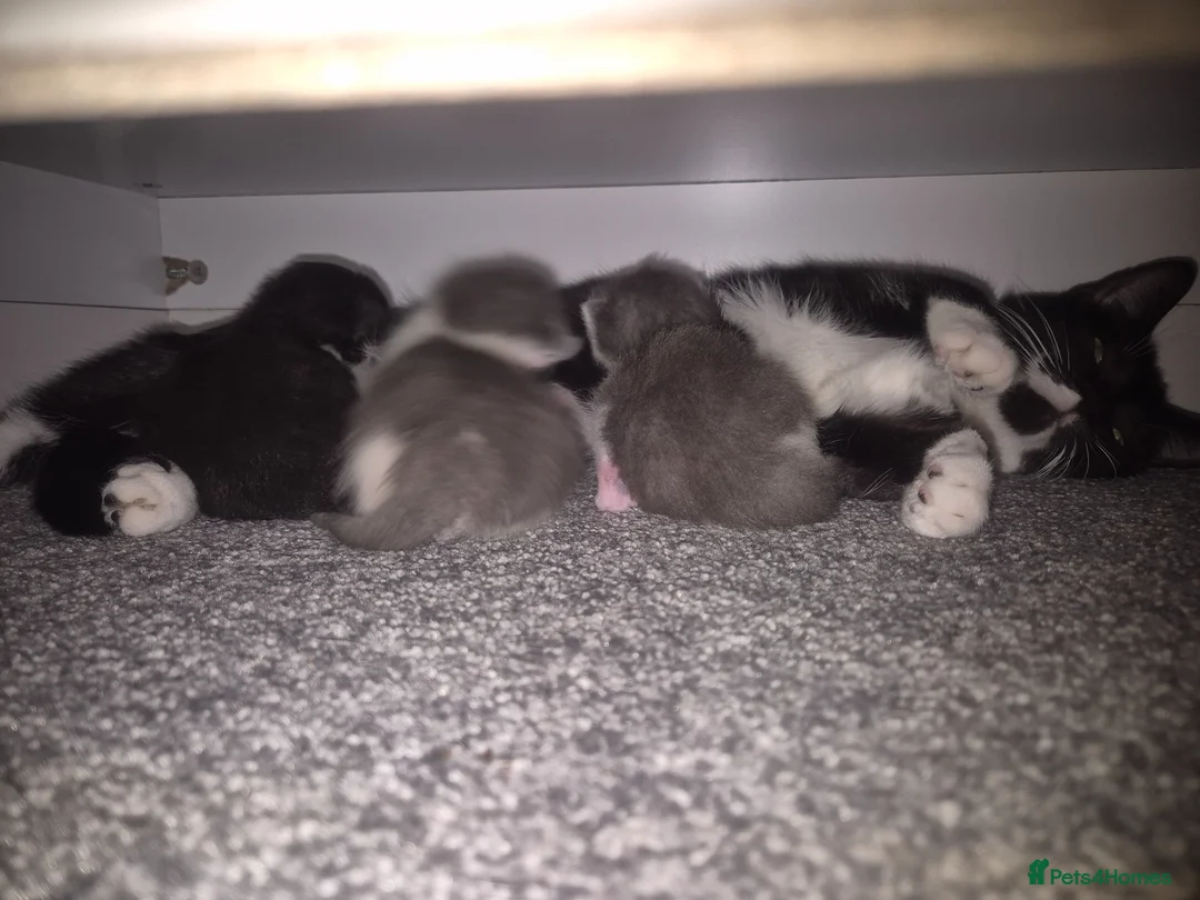 Mixed Breed cats for sale: Mittens kittens - Advert 2