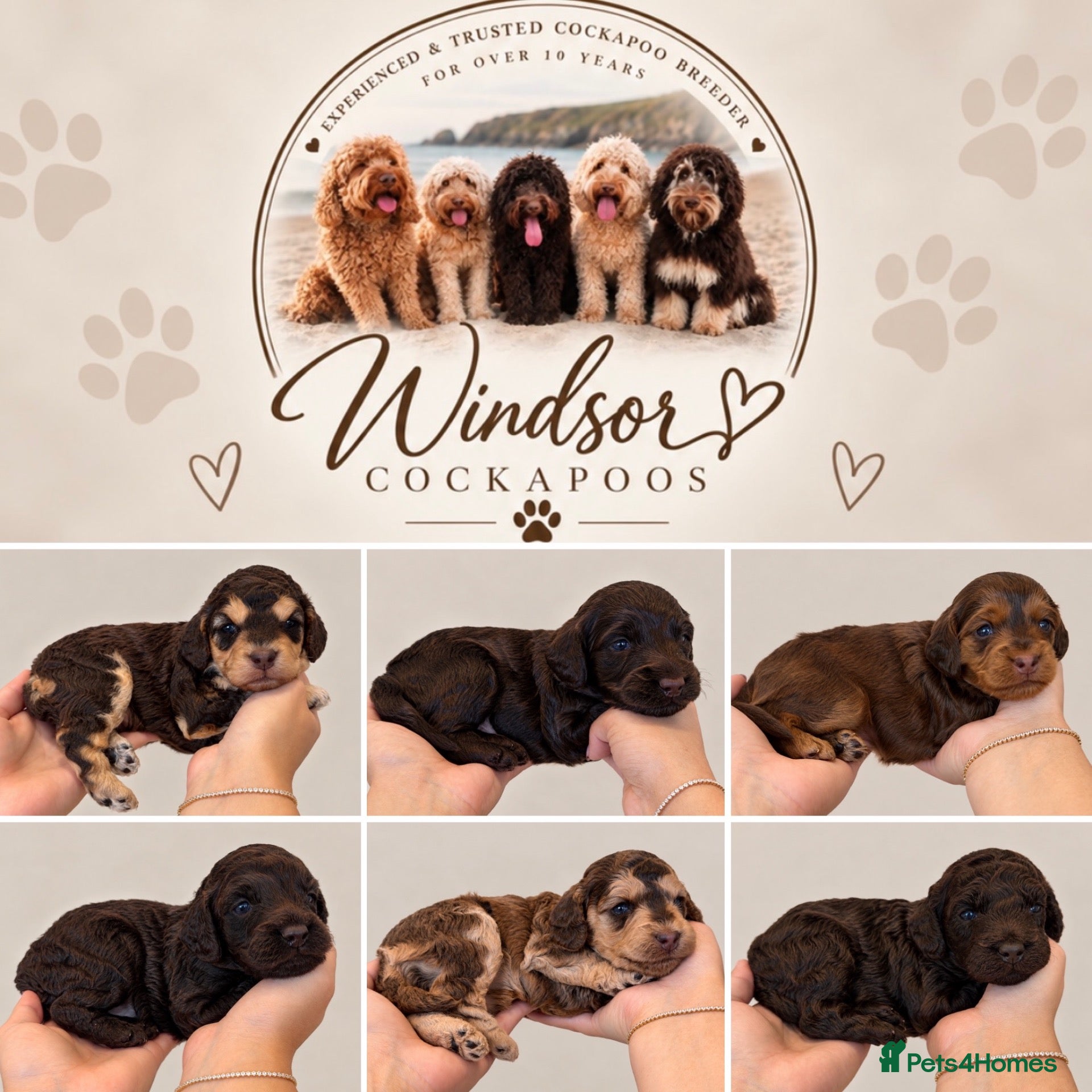 Cockapoo dogs Extensively DNA Tested Cockapoo Puppies 🧬 - Advert 1