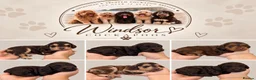 Cockapoo dogs for sale: Extensively DNA Tested Cockapoo Puppies 🧬 - Advert 1