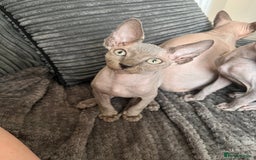 Sphynx cats for sale: 🌟Beautiful sphynx Ready for their new homes 🌟 - Image 17