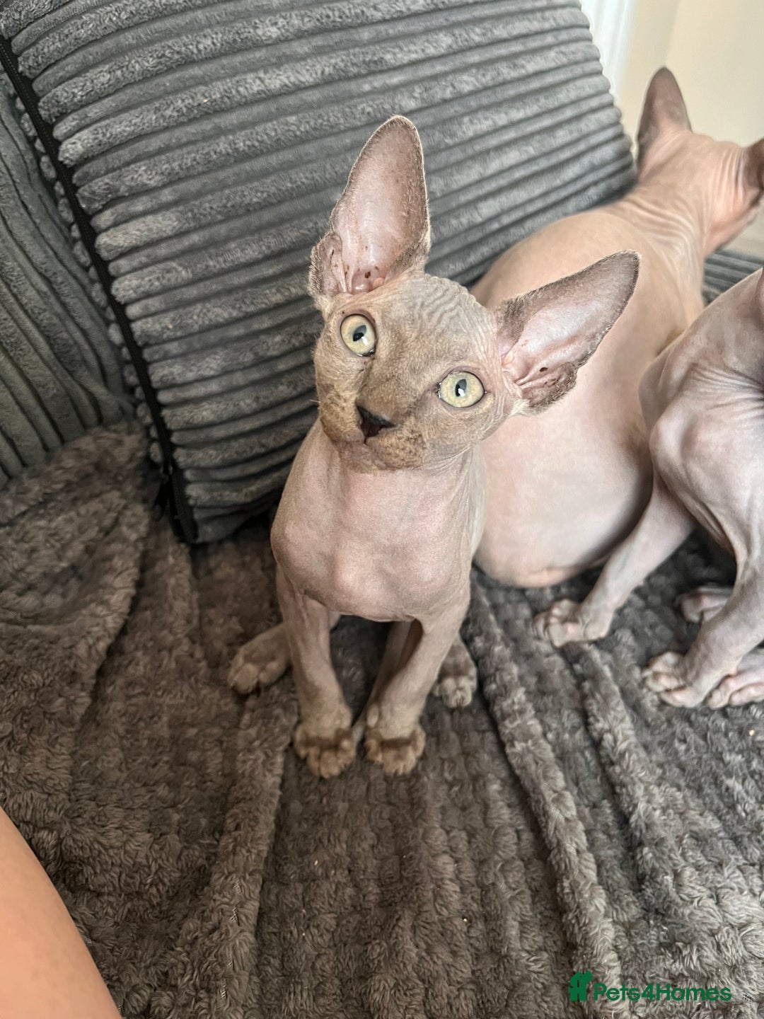 Sphynx cats for sale: 🌟Beautiful sphynx Ready for their new homes 🌟 - Image 17