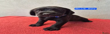 Springador 2