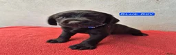 Springador dogs for sale: Springador Puppies - Advert 9