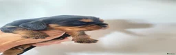 Cavalier King Charles Spaniel dogs for sale: K.C registered Black n Tan Cavalier King Charles - Advert 11