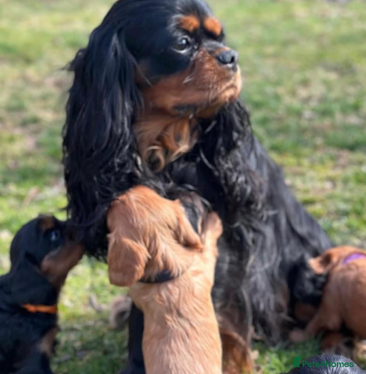 Cavalier King Charles Spaniel dogs Gorgeous cavalier king Charles  - Advert 1