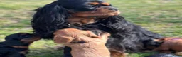 Cavalier King Charles Spaniel dogs for sale: Gorgeous cavalier king Charles  in Manchester - Advert 1