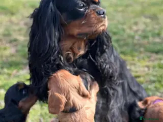 Cavalier King Charles Spaniel dogs Gorgeous cavalier king Charles - Advert 5