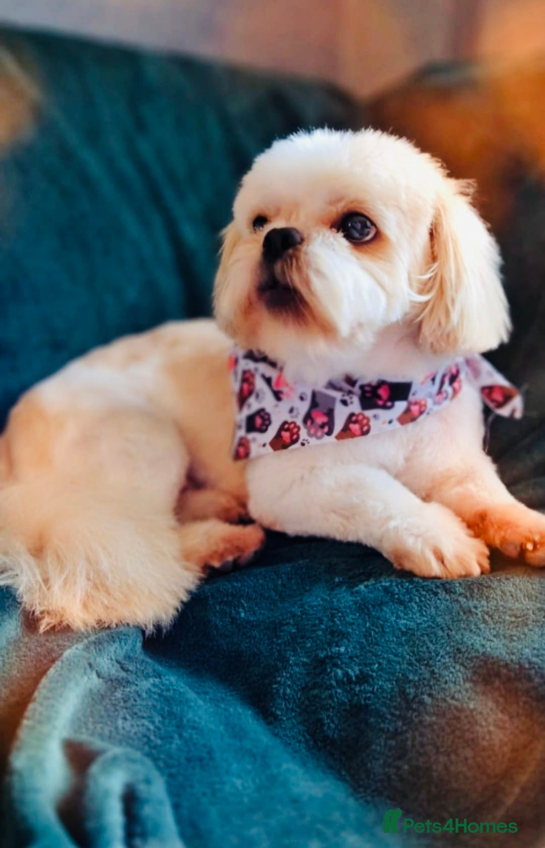 Shih Tzu dogs for sale: Shih tzu puppies - Image 12