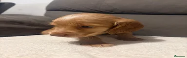 Cocker Spaniel 7