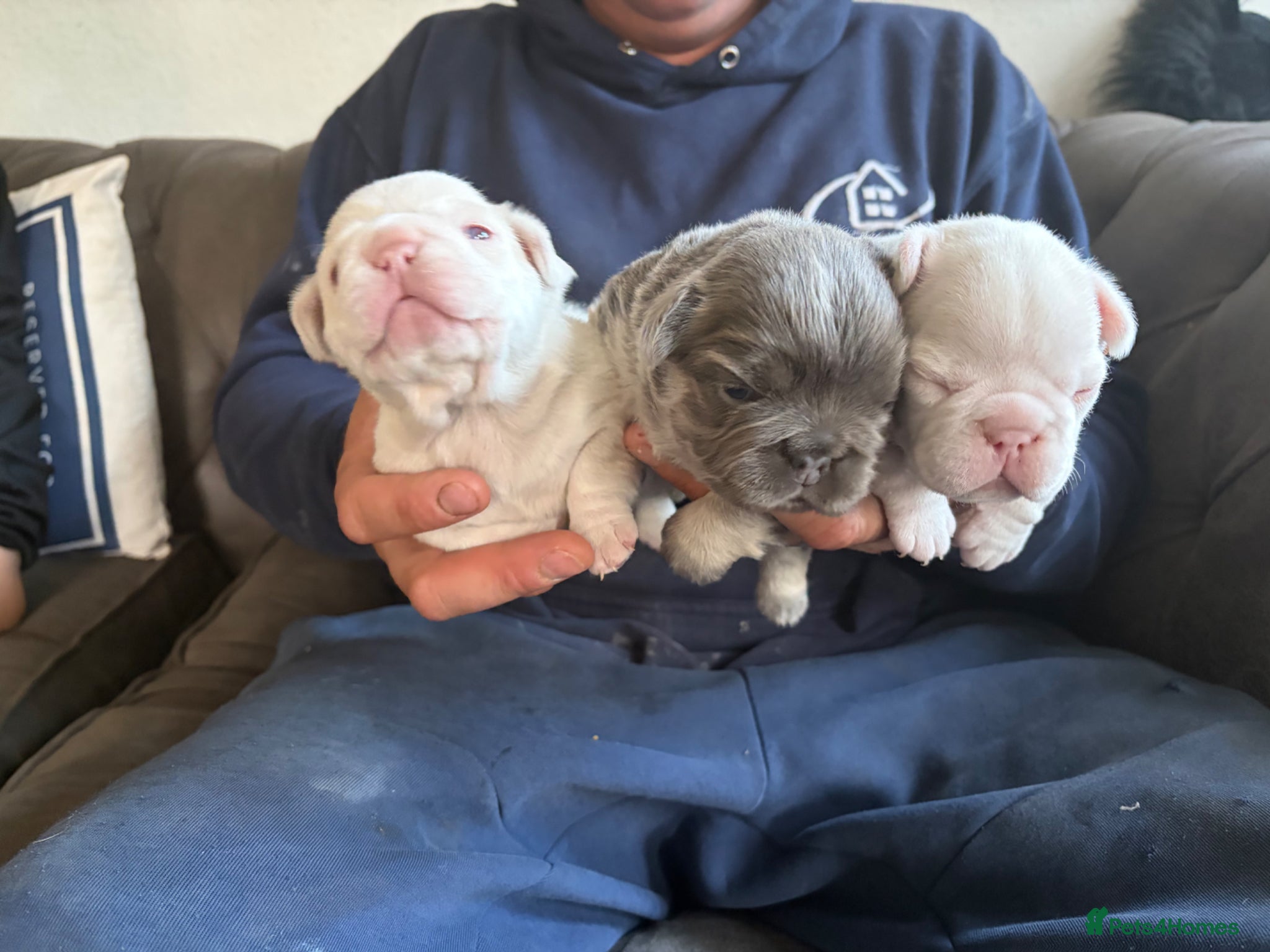 French Bulldog dogs French Bulldog Puppies KC registered  - Advert 1