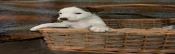 Jack Russell dogs for sale: Traditional Jack Russell terrier pups in Whitchurch - Advert 7