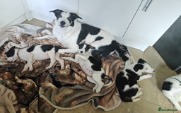 Border Collie dogs for sale: Border collie puppies  - Image 2