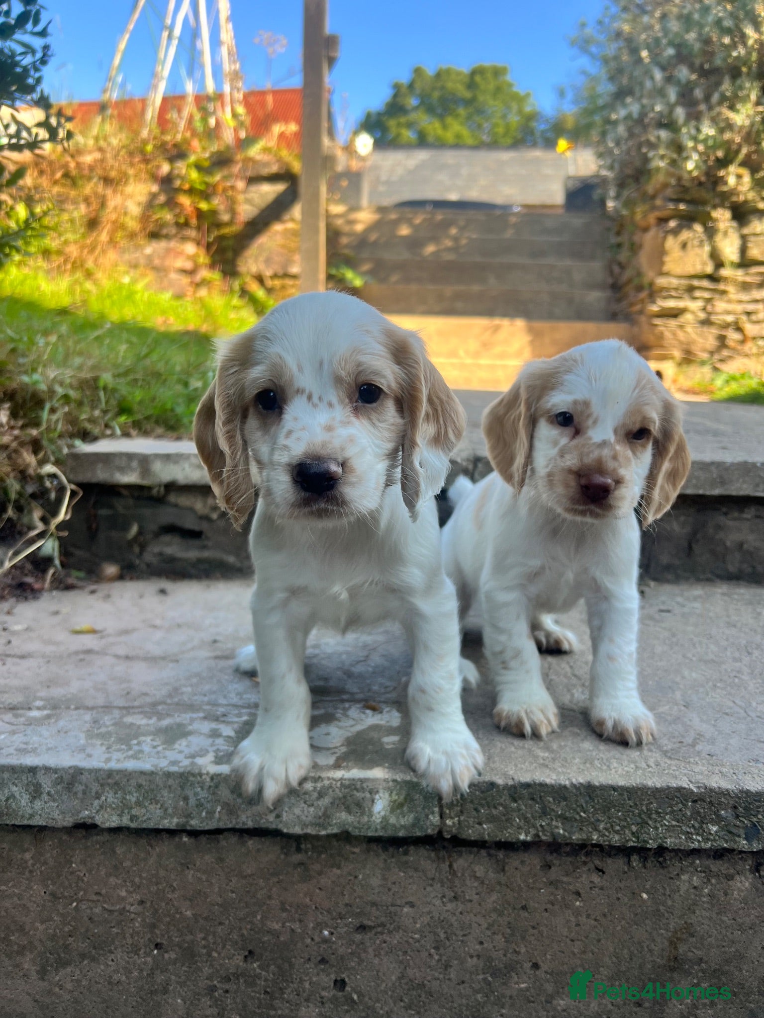 Cocker Spaniel dogs KC working cocker spaniel lemon roan - Advert 1