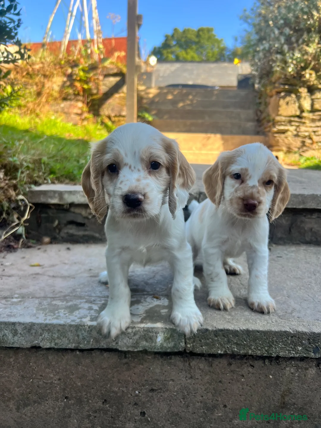 Cocker Spaniel dogs for sale: KC working cocker spaniel lemon roan - Advert 1