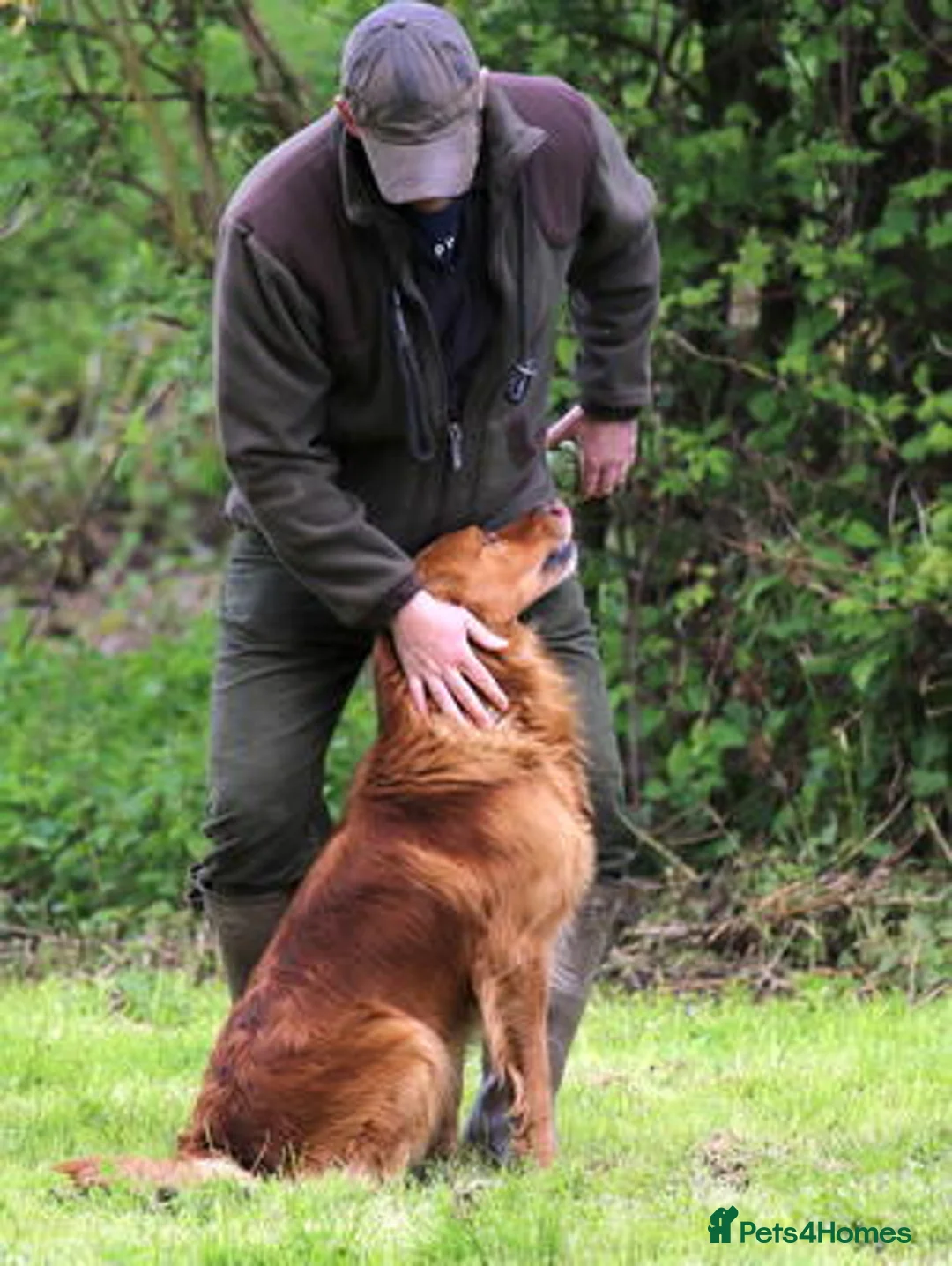 Golden Retriever dogs for stud: BRINSWORTHY DENMAN OF JALK A DOG OF A LIFETIME! in Doncaster - Advert 2