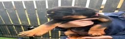 Rottweiler dogs for sale: 2 amazing KC registered rottweiler puppies left - Advert 8