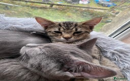 Maine Coon cats for sale: Maine coon x bengal kittens  - Image 5