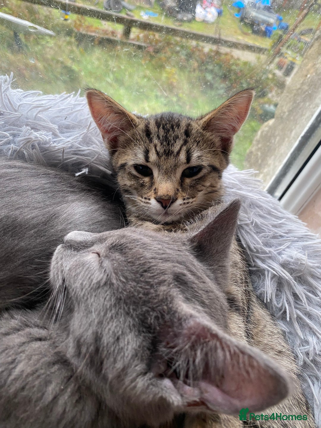 Maine Coon cats for sale: Maine coon x bengal kittens  - Image 5