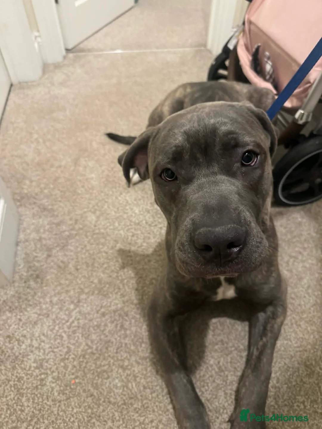Cane Corso dogs for sale: Cane corso - Advert 1