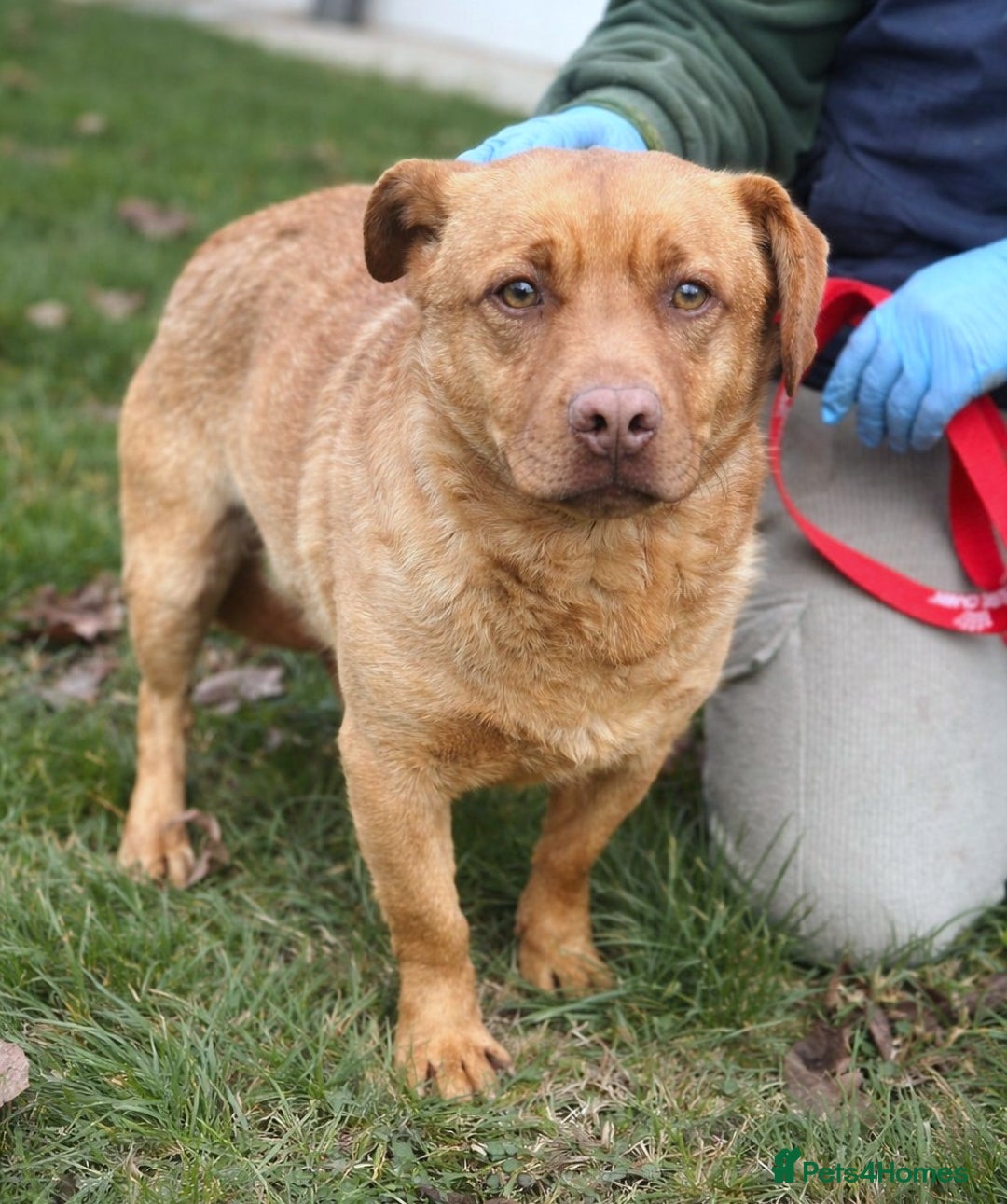 Mixed Breed dogs for adoption: 🐾 Mocha – a gentle soul seeking safety 💛 - Advert 1