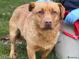 Mixed Breed dogs 🐾 Mocha – a gentle soul seeking safety 💛 - Advert 1