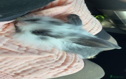 Lionhead rabbits for sale: ⭐️Stunning pure lionheads⭐️ - Image 3