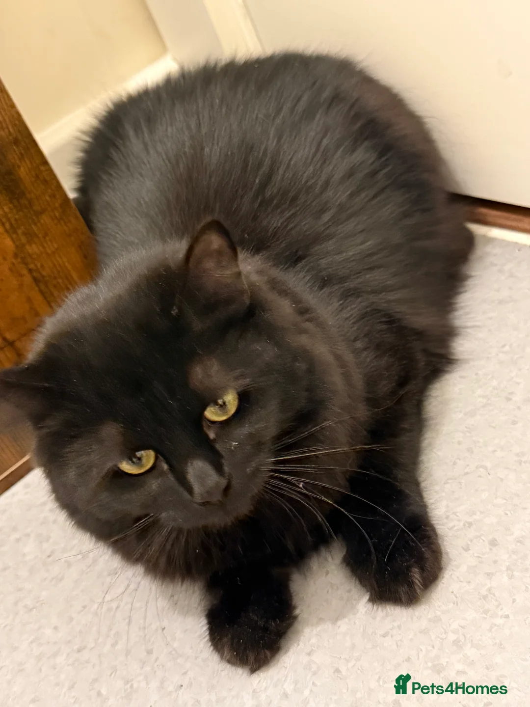 Ragdoll cats for sale: Bucky - Advert 3