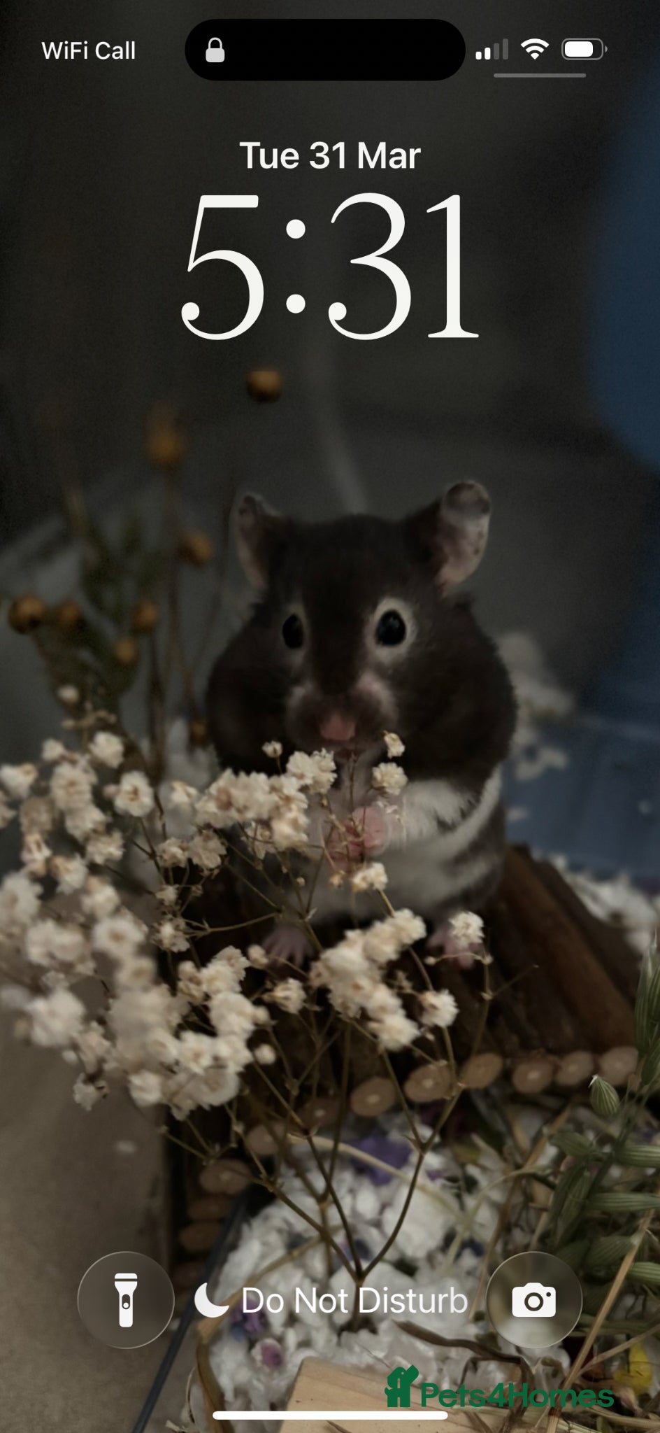 Hamster rodents Female hamster around 5 months  - Advert 2