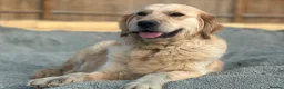 Golden Retriever dogs for sale: Golden retrievers  in Swanley - Advert 8