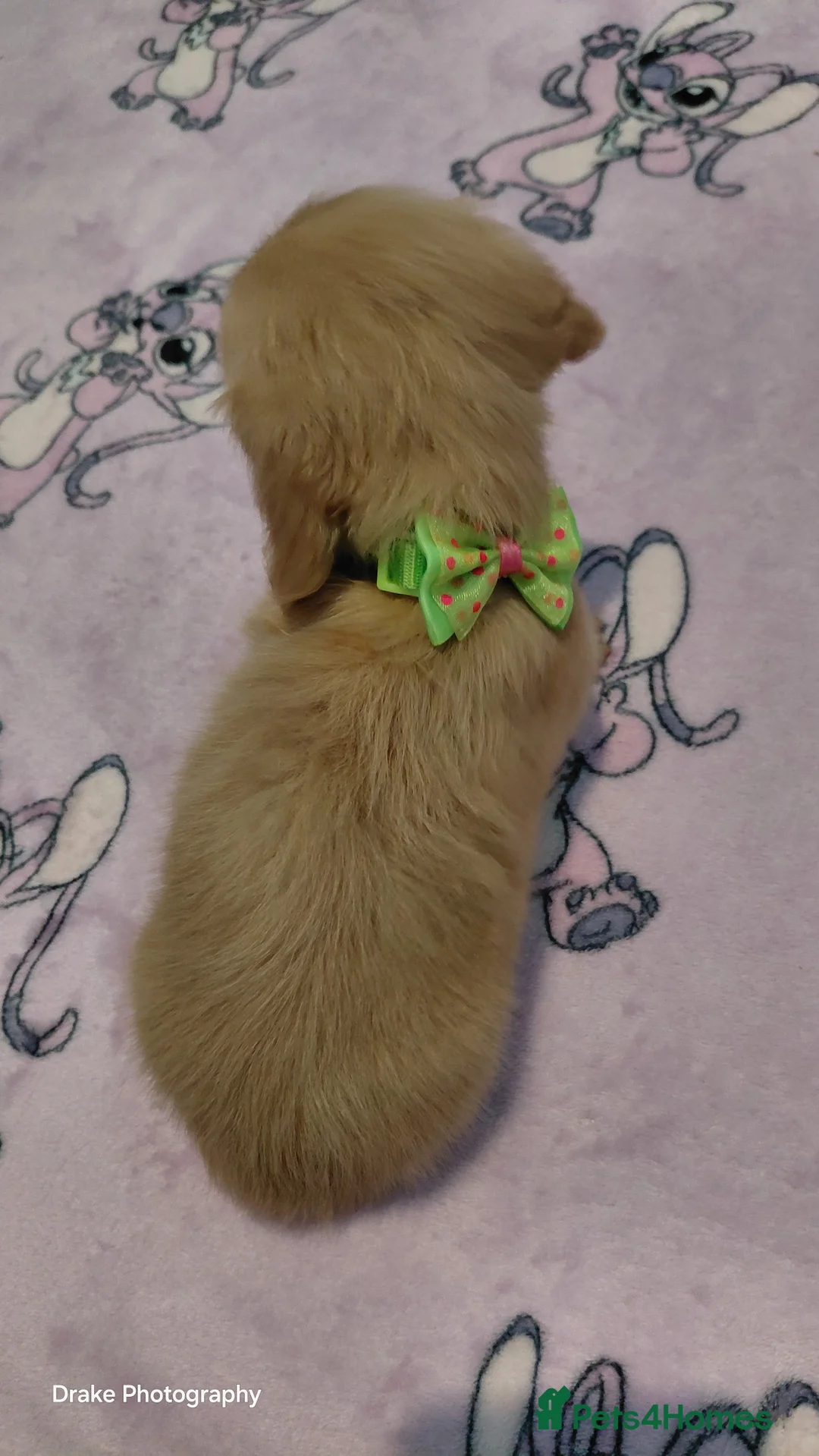 Miniature Dachshund dogs for sale: KC Reg. Longhaired Full Cream Mini Dachshunds 💛🐾 - Advert 22